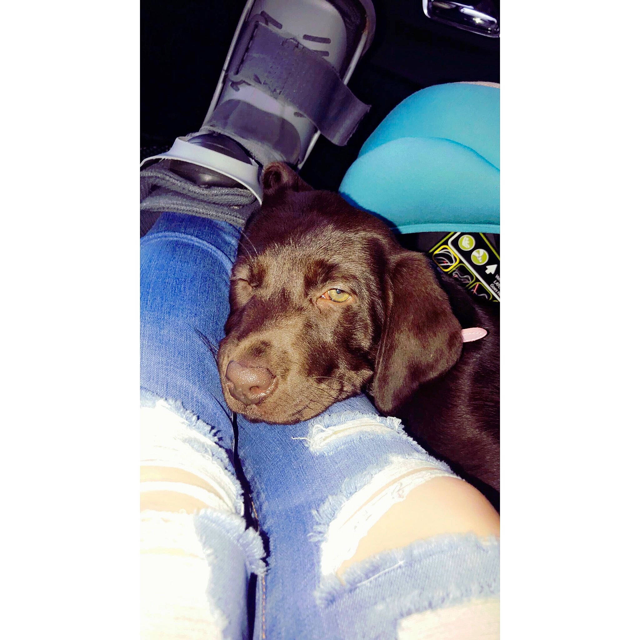 Arlo joined the competition — help win amazing prizes! canidae, car_seat, car_seat_cover, carnivore, comfort, companion_dog, dog, dog_breed, dog_collar, fashion_accessory, fur, liver, metal, personal_protective_equipment, product, retriever, sleeve, snout, sporting_group, working_animal