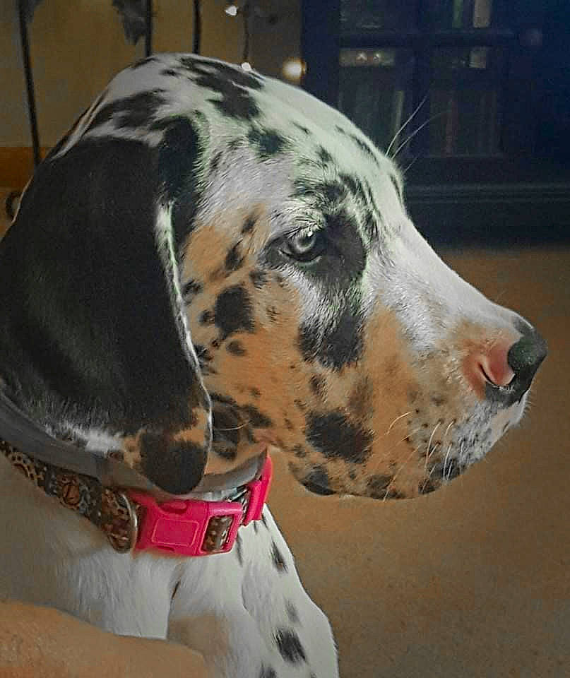 Ivy joined the competition — help win amazing prizes! canidae, carnivore, collar, companion_dog, dalmatian, dog, dog_breed, fawn, guard_dog, non_sporting_group, snout, sporting_group, terrestrial_animal, whiskers, working_animal, working_dog