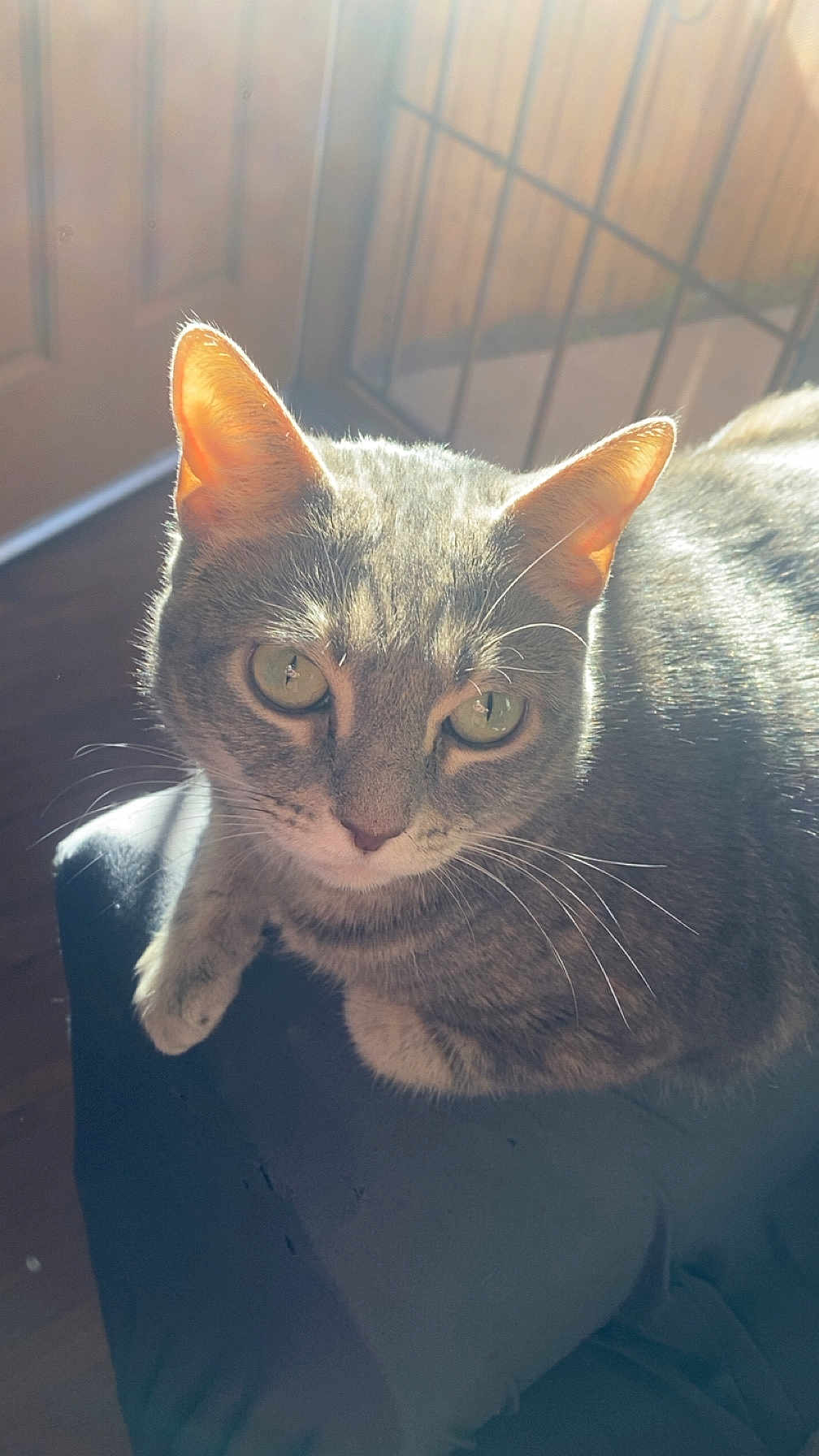 Ava is registered to the contest to win money with this photo: cat, tabby, pet, animal, feline, whiskers, ears, green_eyes, sunlight, indoor, door, railing, resting, closeup, fur, portrait, domestic_animal, looking_up, soft_light, shadow