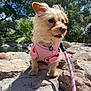 Melody joined the competition — help win amazing prizes! dog, small_dog, pink_harness, leash, rocks, pond, trees, sunlight, outdoor, nature, curious, fur, ears, nose, mouth, animal, pet, daylight, grass, water