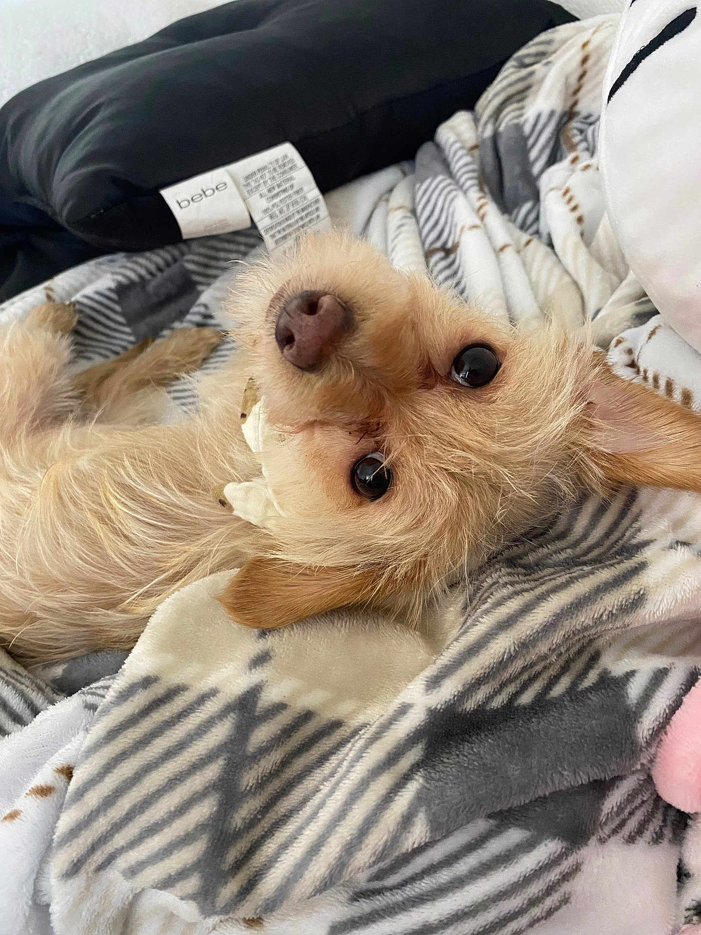 Melody is registered to the contest to win money with this photo: dog, pet, blanket, fur, cute, lying_down, indoors, cozy, looking_up, ears, nose, bed, comfort, animal, sleepy, resting, soft, home, canine, fur_texture