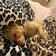 Melody joined the competition — help win amazing prizes! dog, small_dog, blanket, leopard_print, bed, pink_collar, fur, cozy, sleepy, pet, indoor, soft_texture, animal, resting, cute, comfort, warm, furry, domestic_animal, relaxation