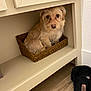 Melody is registered to the contest to win money with this photo: dog, small_dog, basket, shelf, beige, wood_floor, slipper, furry, pet, indoors, cute, looking_up, cozy, home, animal, furniture, tiny_space, scruffy, brown, resting