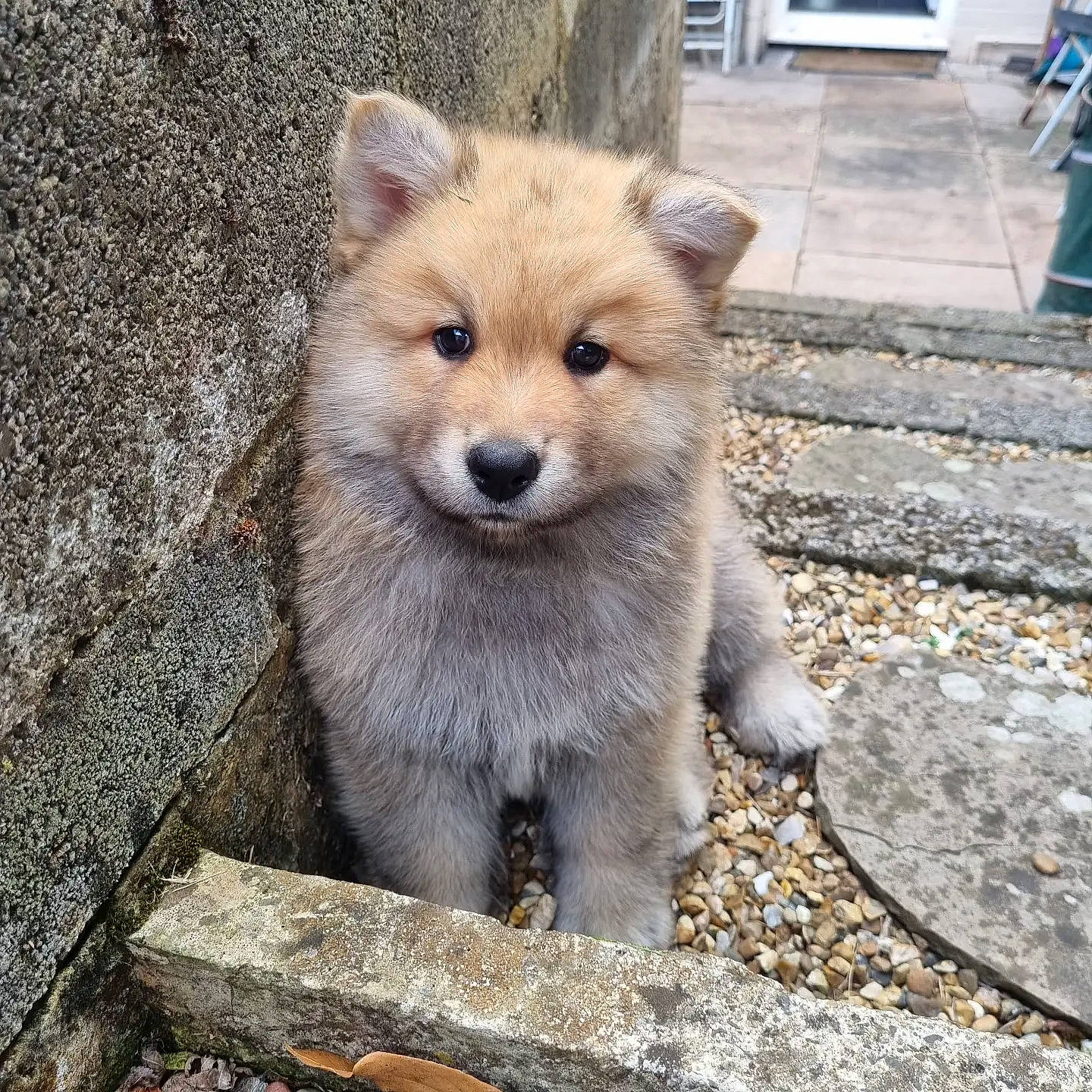 Arlo joined the competition — help win amazing prizes! ancient_dog_breeds, canidae, canis, carnivore, collar, companion_dog, dog, dog_breed, fawn, fur, german_spitz_mittel, snout, spitz, sporting_group, tail, terrestrial_animal, water, whiskers, wildlife, wood