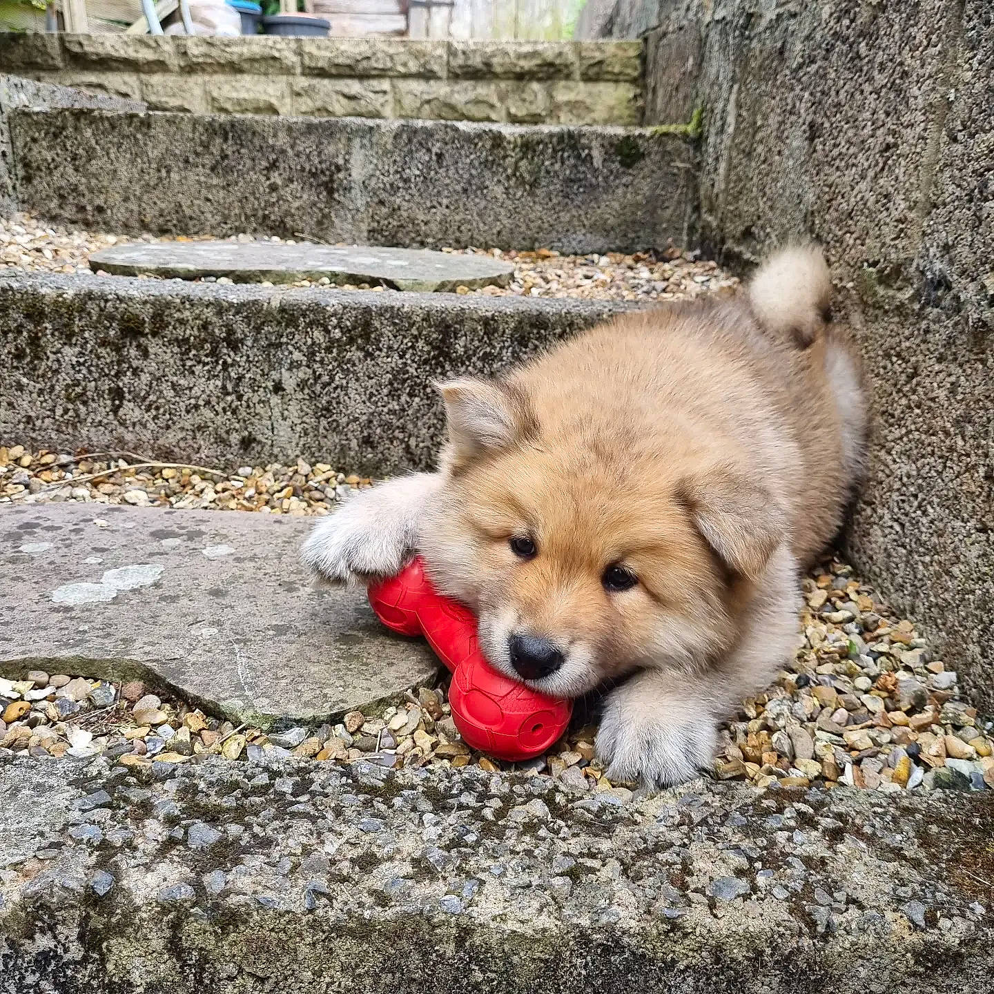 Arlo joined the competition — help win amazing prizes! ancient_dog_breeds, canidae, canis, carnivore, companion_dog, dog, dog_breed, dog_supply, fawn, fur, german_spitz_mittel, non_sporting_group, road_surface, sidewalk, snout, spitz, sporting_group, street_dog, working_animal, working_dog