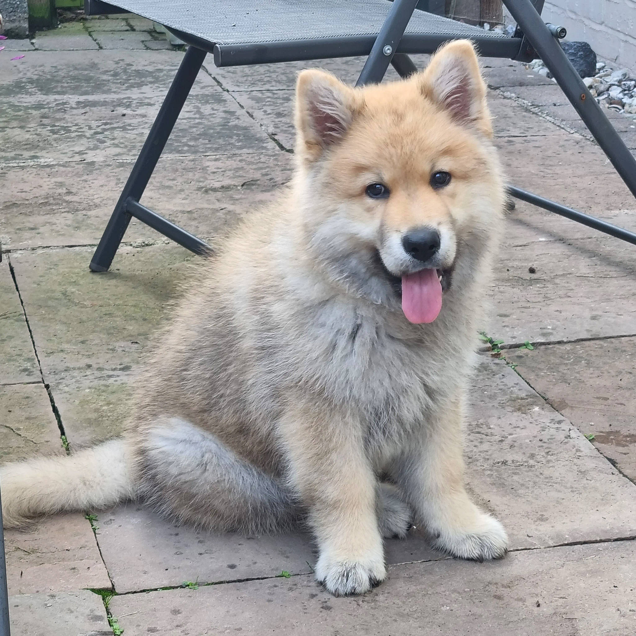 Arlo is registered to the contest to win money with this photo: ancient_dog_breeds, canidae, canis, carnivore, collar, companion_dog, dog, dog_breed, fang, fur, non_sporting_group, pet_supply, sporting_group, tail, terrestrial_animal, working_animal, working_dog