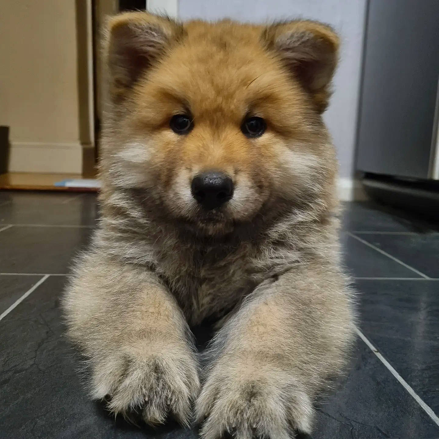 Arlo is registered to the contest to win money with this photo: ancient_dog_breeds, canidae, canis, carnivore, companion_dog, dog, dog_breed, fawn, fur, non_sporting_group, snout, sporting_group, terrestrial_animal, water, whiskers, wildlife, working_animal, working_dog