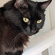 Jar Jar is registered to the contest to win money with this photo: cat, black_cat, yellow_eyes, whiskers, fur, pet, animal, indoor, railing, white, close_up, portrait, feline, ears, nose, curious, looking_away, house, domestic_cat, mammal