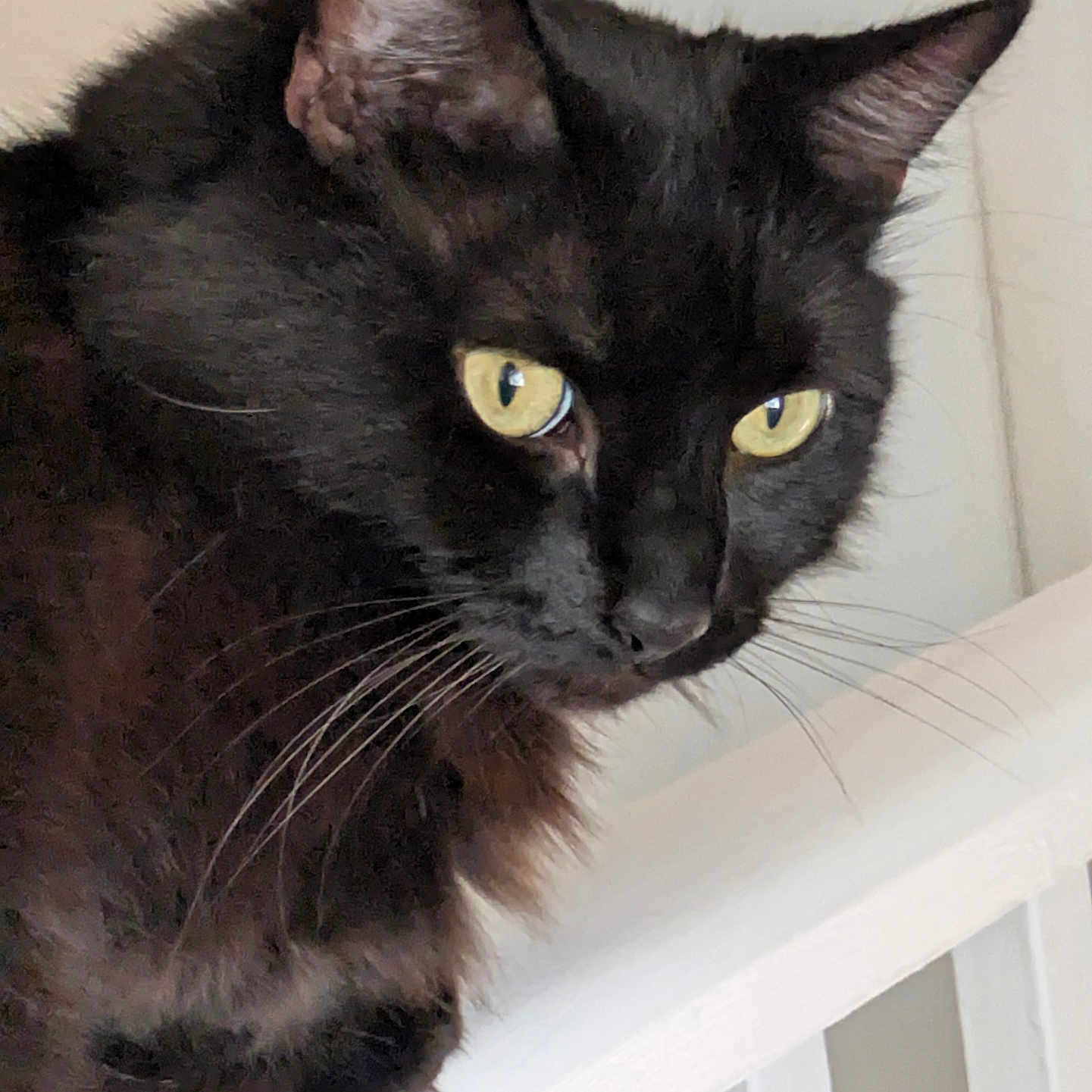 Jar Jar is registered to the contest to win money with this photo: animal, black_cat, cat, close_up, curious, domestic_cat, ears, feline, fur, house, indoor, looking_away, mammal, nose, pet, portrait, railing, whiskers, white, yellow_eyes
