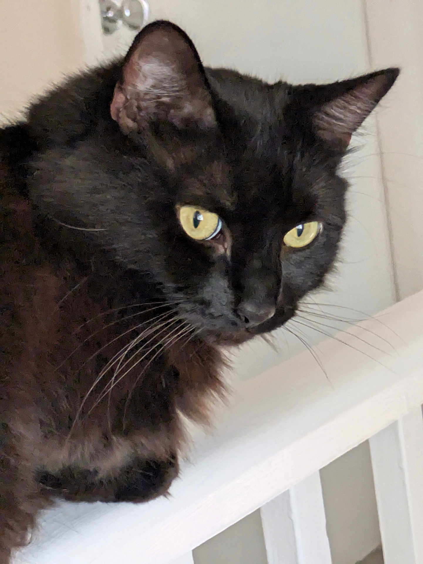 Jar Jar is registered to the contest to win money with this photo: cat, black_cat, yellow_eyes, whiskers, fur, pet, animal, indoor, railing, white, close_up, portrait, feline, ears, nose, curious, looking_away, house, domestic_cat, mammal