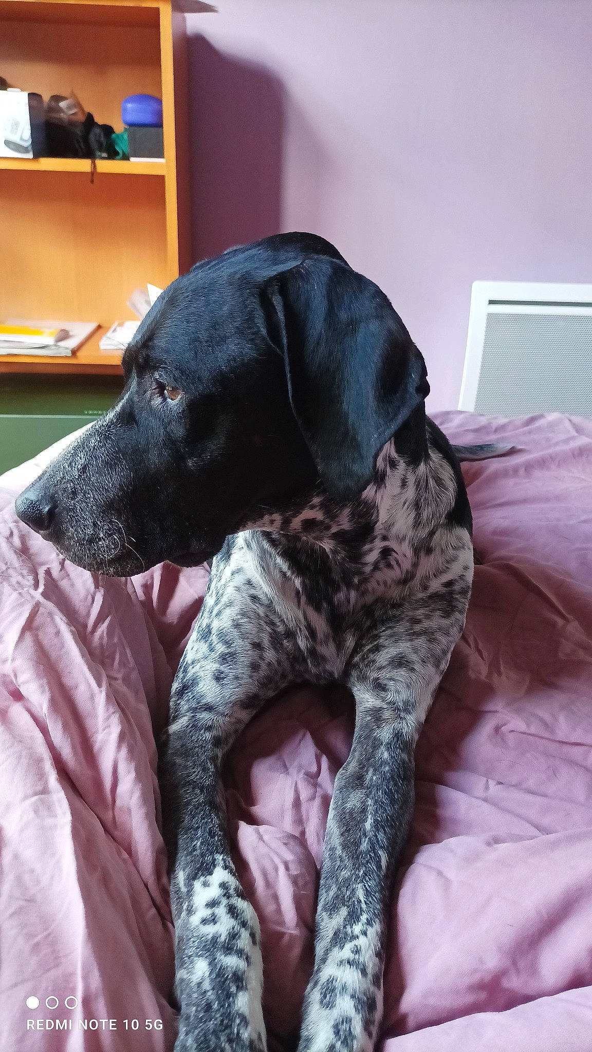 Kino participe au concours pour gagner de l'argent avec cette photo : borador, canidae, carnivore, collar, comfort, companion_dog, dog, dog_breed, dog_collar, fur, guard_dog, gun_dog, hunting_dog, liver, non_sporting_group, pattern, snout, sporting_group, working_animal