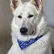Volt participe au concours pour gagner de l'argent avec cette photo : animal, bandana, calm, canine, closeup, companionship, cute, dog, domestic_animal, ears, fluffy, friendly, fur, indoor, looking_away, mammal, pet, portrait, sitting, white_dog