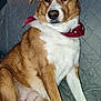 dog, brown_and_white_fur, red_bandana, couch, indoor, pet, portrait, sitting, fur, nose, eyes, ears, close_up, domestic_animal, home_interior, blanket, relaxed, attentive, muzzle, canine