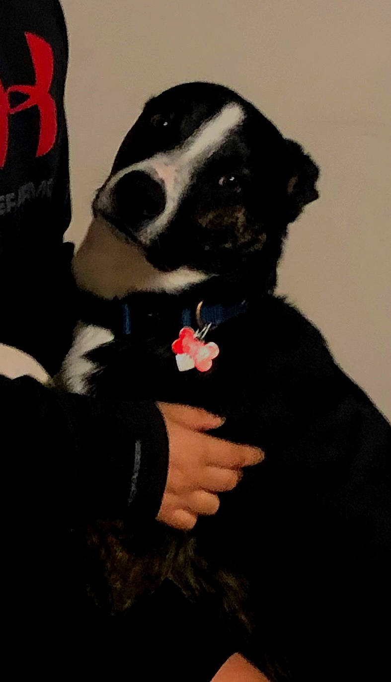 Jagger is registered to the contest to win money with this photo: borador, canidae, carmine, carnivore, collar, comfort, companion_dog, dog, dog_breed, dog_collar, formal_wear, fur, gesture, non_sporting_group, petal, snout, sporting_group, toy, working_animal