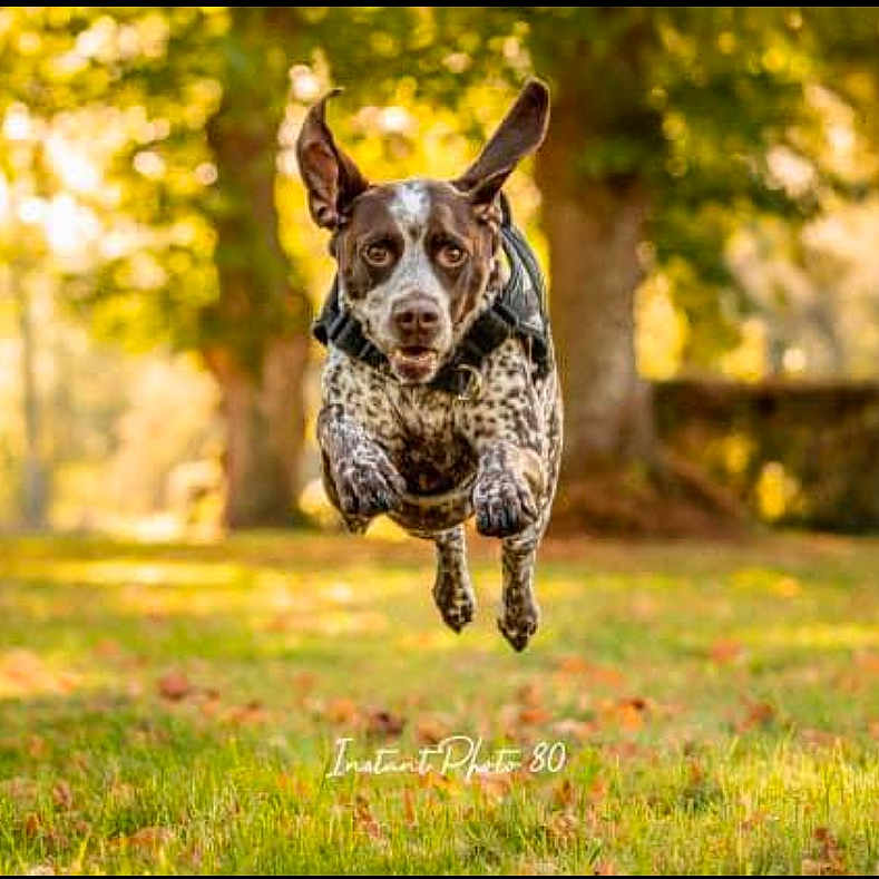 Nelka a rejoint le concours — aidez-le/la à gagner de superbes lots ! animal, bostonbull, bulldog, canine, dog, field, grass, greatdane, hound, land, nature, outdoors, park, pet, plant, pointer, puppy, tree, vegetation, woodland