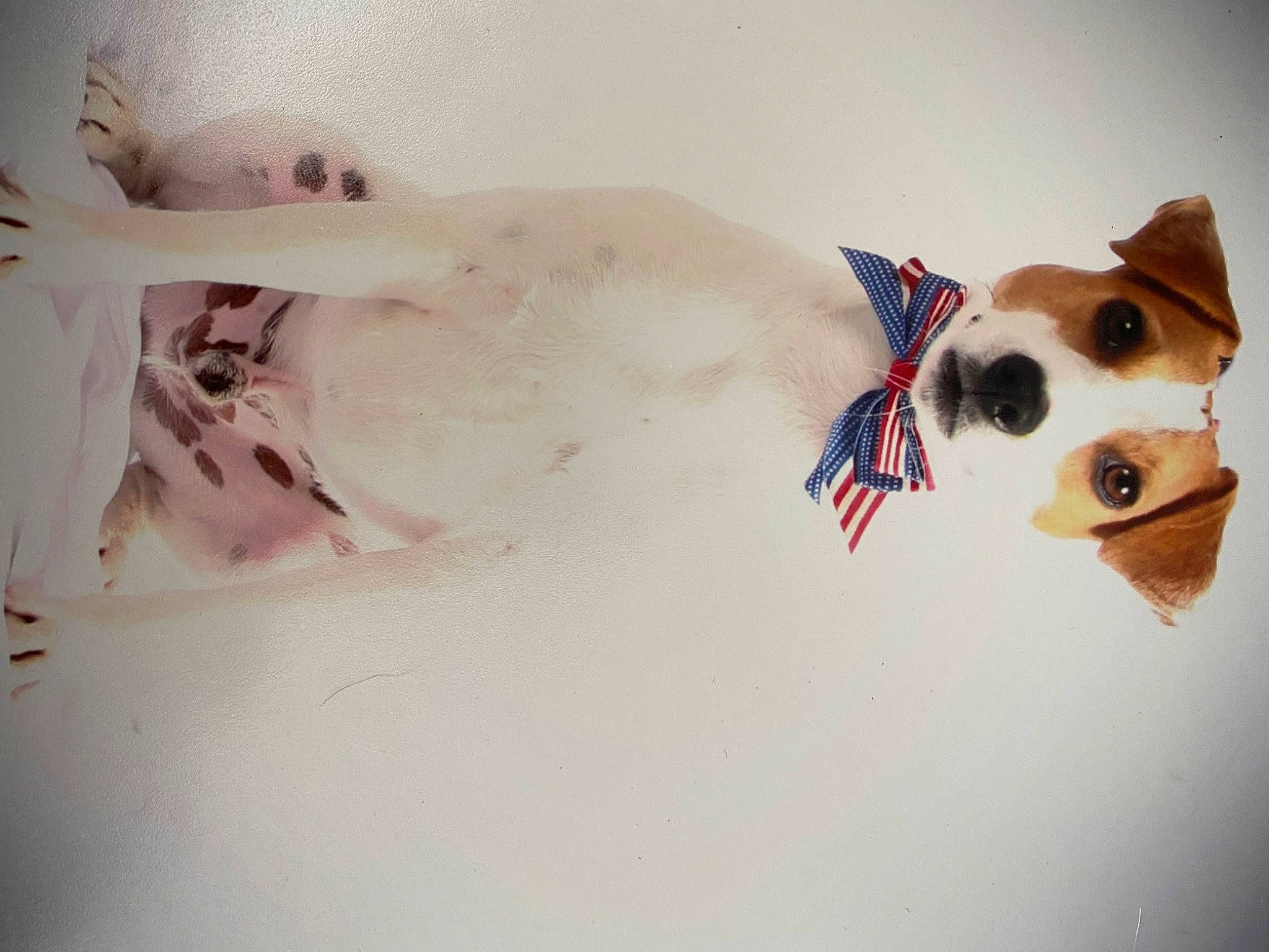 Scout is registered to the contest to win money with this photo: art, carmine, carnivore, chest, companion_dog, dog, dog_breed, dog_clothes, eyewear, fawn, flag_of_the_united_states, fur, gesture, paint, selfie, sporting_group, stuffed_toy, toy, visual_arts, working_animal