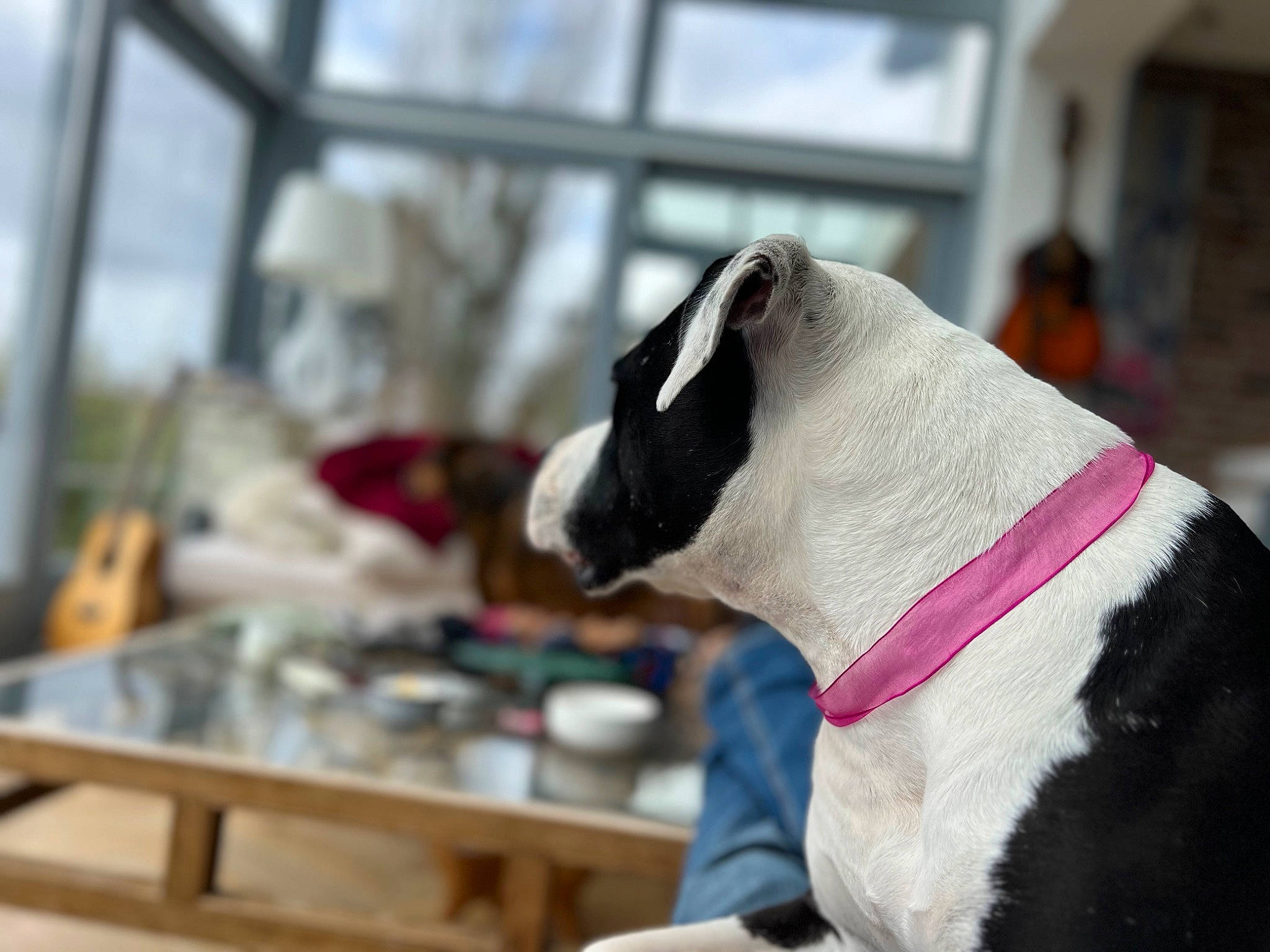 Camboui participe au concours pour gagner de l'argent avec cette photo : canidae, carmine, carnivore, collar, comfort, companion_dog, dog_breed, ear, fawn, felidae, fur, pet_supply, small_to_medium_sized_cats, snout, sporting_group, table, terrestrial_animal, whiskers, window, working_animal