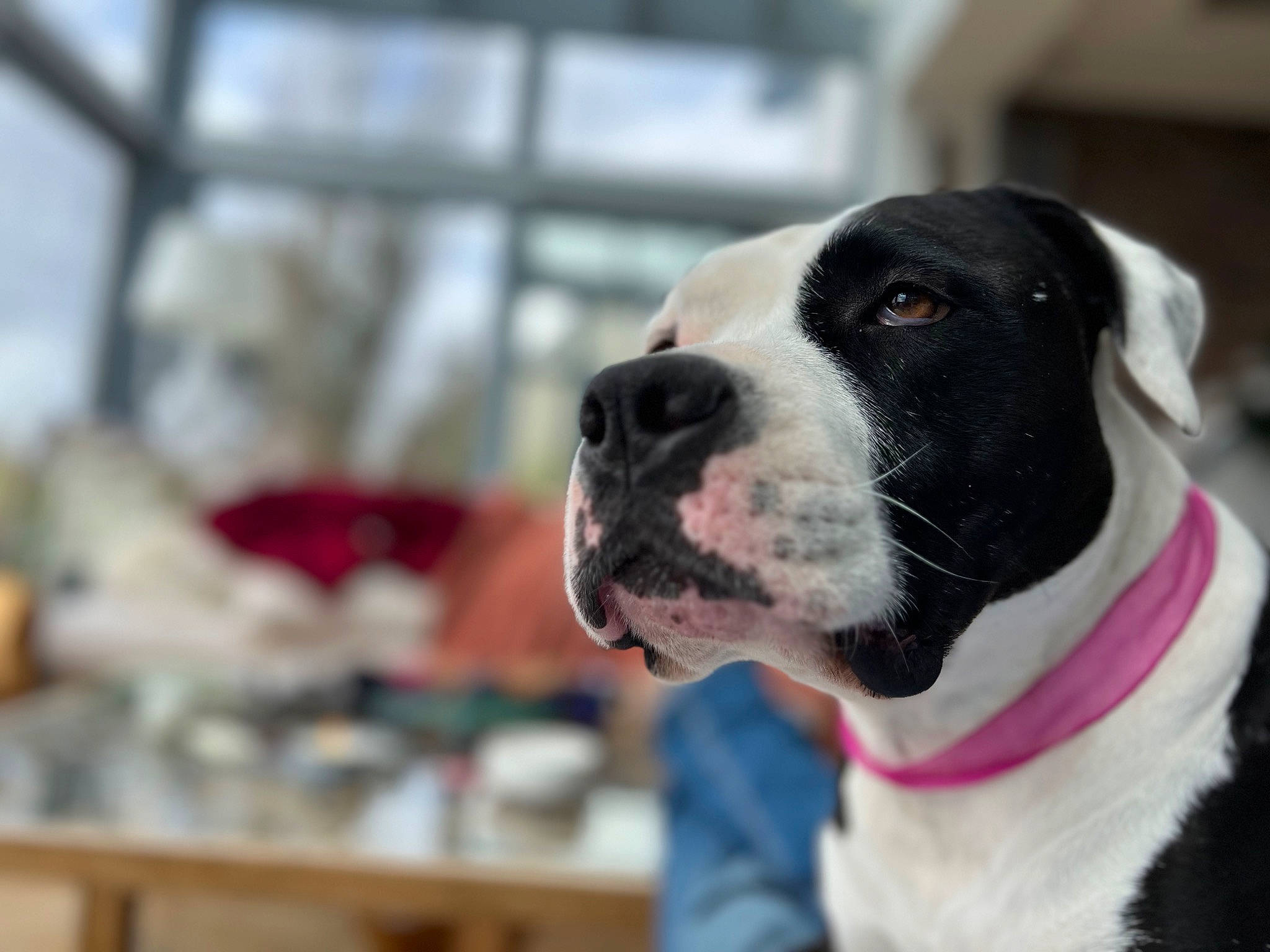 Camboui a rejoint le concours — aidez-le/la à gagner de superbes lots ! boston_terrier, carnivore, collar, companion_dog, dog, dog_breed, dog_collar, fawn, fur, leash, non_sporting_group, puppy, snout, sporting_group, whiskers, winter, working_animal, working_dog