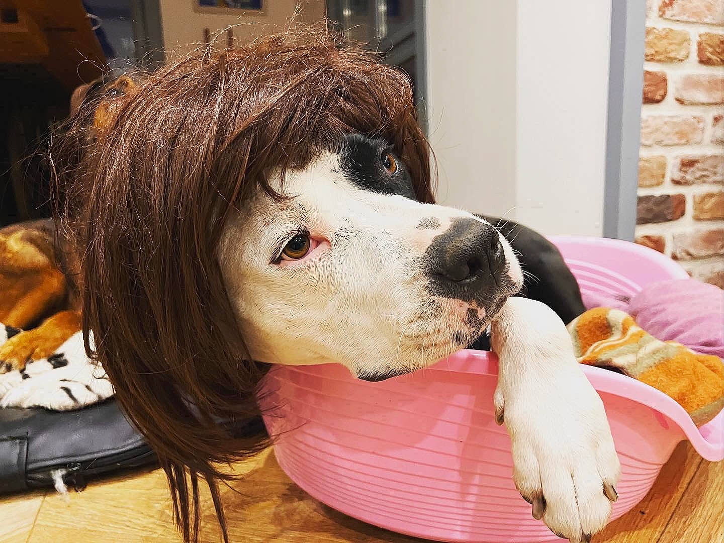 Camboui a rejoint le concours — aidez-le/la à gagner de superbes lots ! bangs, canidae, carnivore, comfort, companion_dog, dog, dog_breed, dog_collar, fur, giant_dog_breed, picture_frame, plush, puppy_love, selfie, snout, sporting_group, whiskers, wig, working_animal, working_dog