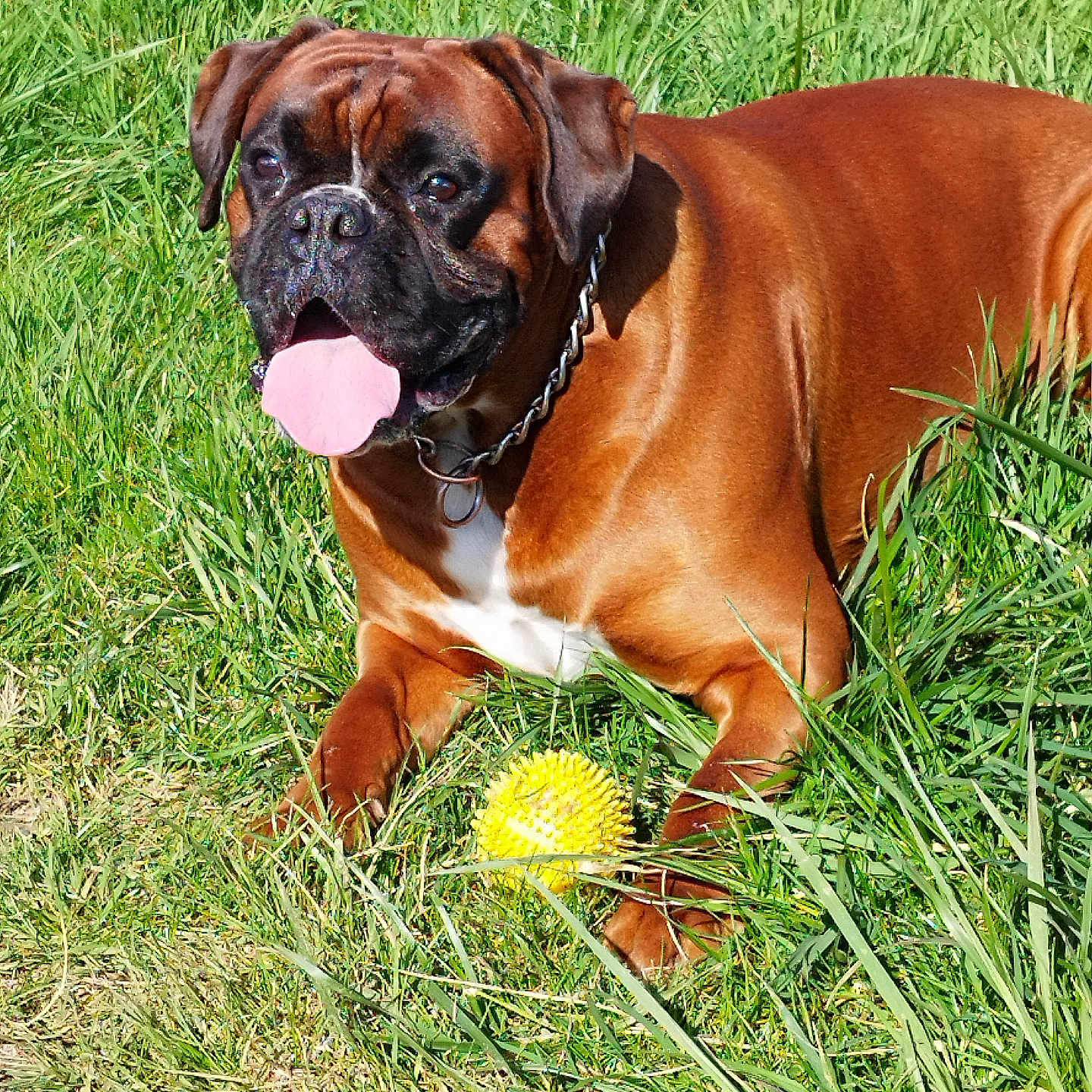 Sanka a rejoint le concours — aidez-le/la à gagner de superbes lots ! animal, boxer, bulldog, canine, dog, field, flower, food, fruit, grass, grassland, lawn, nature, outdoors, pet, pineapple, plant, produce, puppy, summer