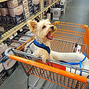 Louie is registered to the contest to win money with this photo: animal, blue_harness, box, cage, dog, floor, furniture, happy, indoor, leash, lighting_fixture, metal, orange, pet, retail, shopping, shopping_cart, store, store_aisle, wire