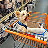 animal, blue_harness, box, cage, dog, floor, furniture, happy, indoor, leash, lighting_fixture, metal, orange, pet, retail, shopping, shopping_cart, store, store_aisle, wire