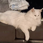 Theia is registered to the contest to win money with this photo: animal, brown_couch, cat, couch, cozy, domestic_cat, fluffy, furniture, home, indoor, living_room, long_hair, lounging, mammal, paw, pet, relaxed, resting, silver_cushion, white_cat