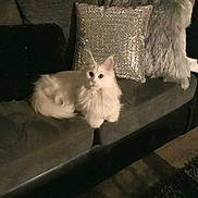 Theia joined the competition — help win amazing prizes! cat, white_cat, fluffy, couch, sofa, pillow, sparkly_pillow, furry_pillow, indoor, pet, animal, relaxed, home, cozy, furniture, floor, curious, sitting, living_room, domestic_cat