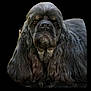 dog, black_dog, long_ears, wavy_fur, portrait, pet, animal, canine, close_up, studio_style, majestic, serious_expression, black_background, fluffy, mammal, domestic_animal, fur, headshot, companion, indoors
