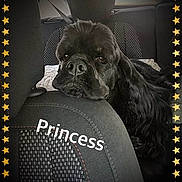 Shawna joined the competition — help win amazing prizes! advertising, canidae, carnivore, companion_dog, dog, dog_breed, font, fur, liver, non_sporting_group, photo_caption, pug, rectangle, snout, sporting_group, terrestrial_animal, toy_dog, whiskers, working_animal, wrinkle