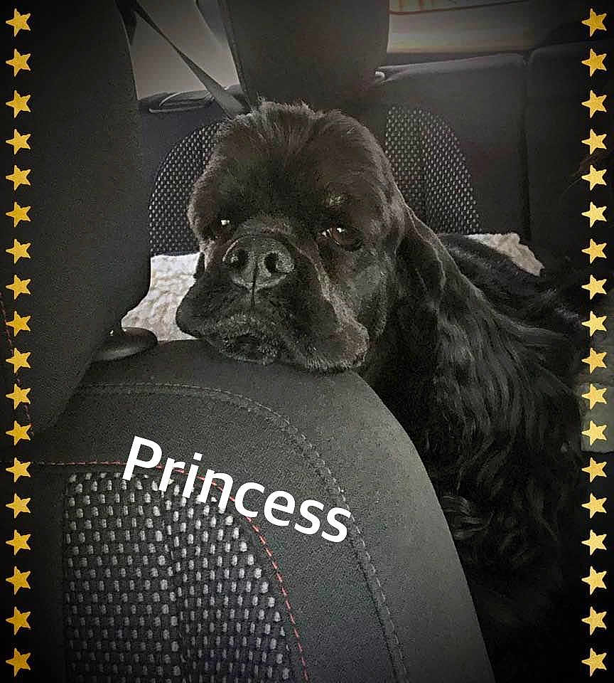 Shawna joined the competition — help win amazing prizes! advertising, canidae, carnivore, companion_dog, dog, dog_breed, font, fur, liver, non_sporting_group, photo_caption, pug, rectangle, snout, sporting_group, terrestrial_animal, toy_dog, whiskers, working_animal, wrinkle