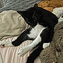 cat, tuxedo_cat, black_and_white, pet, animal, bed, blanket, plush_toy, teddy_bear, relaxing, indoor, cute, feline, whiskers, paw, fur, cozy, resting, soft, curious