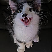 Milo joined the competition — help win amazing prizes! kitten, cat, black_and_white, pet, animal, cute, feline, whiskers, teeth, mouth_open, sitting, leather_couch, indoor, fur, small, playful, young, close_up, expression, ears