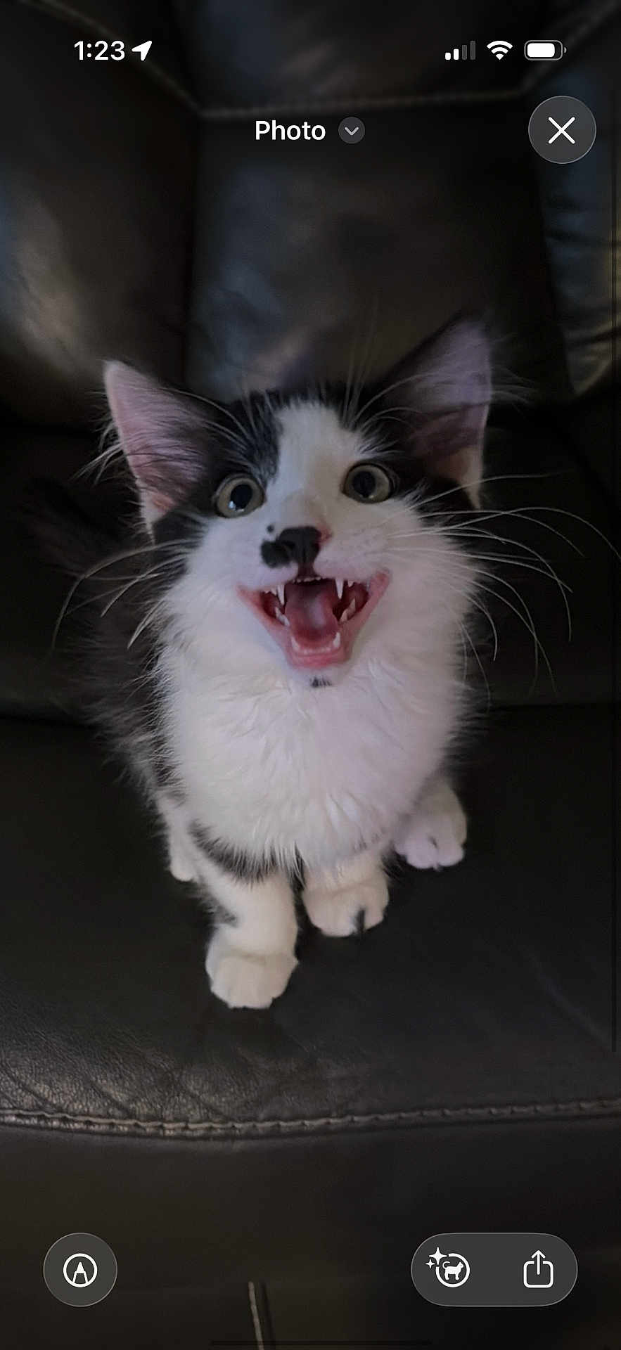 Milo joined the competition — help win amazing prizes! kitten, cat, black_and_white, pet, animal, cute, feline, whiskers, teeth, mouth_open, sitting, leather_couch, indoor, fur, small, playful, young, close_up, expression, ears