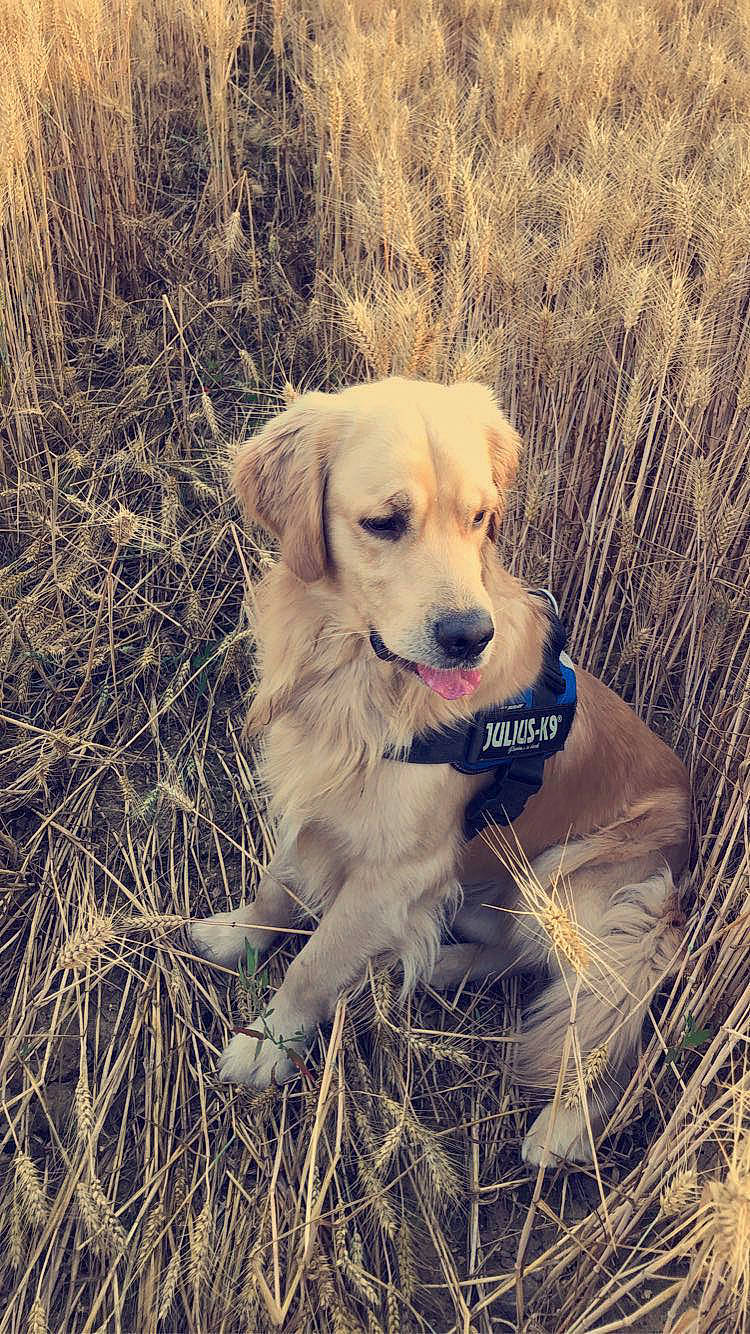 Nonoss a rejoint le concours — aidez-le/la à gagner de superbes lots ! adventure, canidae, carnivore, companion_dog, dog, dog_breed, fawn, fur, grass, grassland, happy, hunting_dog, labrador_retriever, landscape, people_in_nature, plant, retriever, snout, soil, sporting_group