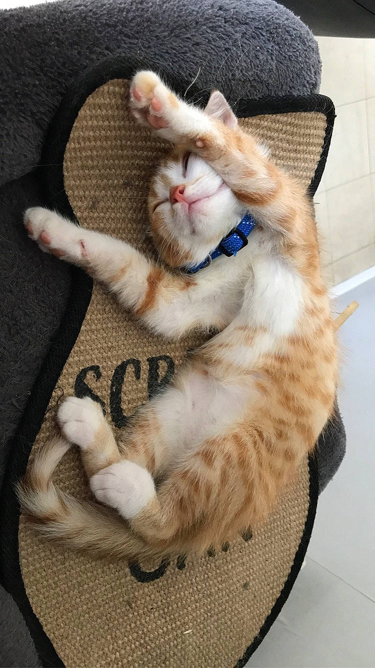 Sushi participe au concours pour gagner de l'argent avec cette photo : carnivore, cat, claw, comfort, domestic_short_haired_cat, fashion_accessory, fawn, felidae, foot, fur, knitting, paw, photo_caption, sitting, small_to_medium_sized_cats, tail, thread, whiskers, wool, woolen