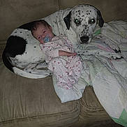 Serenity is registered to the contest to win money with this photo: baby, dog, couch, blanket, pajamas, infant, pet, animal, spotted_dog, comfort, indoor, resting, cute, toddler, pacifier, fur, relaxation, home, sleepwear, friendship