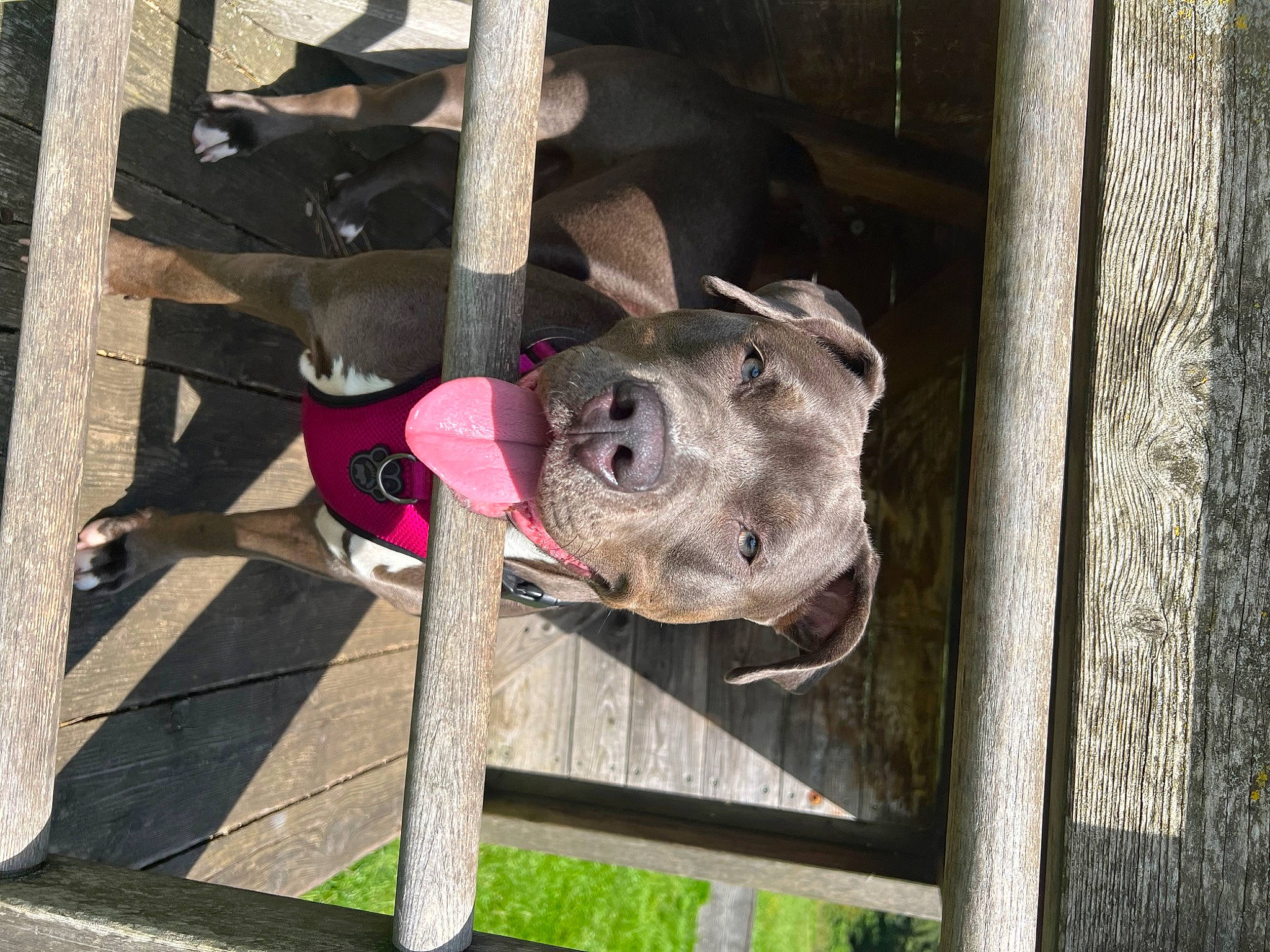 Princess is registered to the contest to win money with this photo: animal_shelter, auto_part, building, canidae, carnivore, collar, dog, dog_breed, dog_collar, dog_supply, fawn, fence, guard_dog, metal, pet_supply, snout, sporting_group, wheel, wood, working_animal