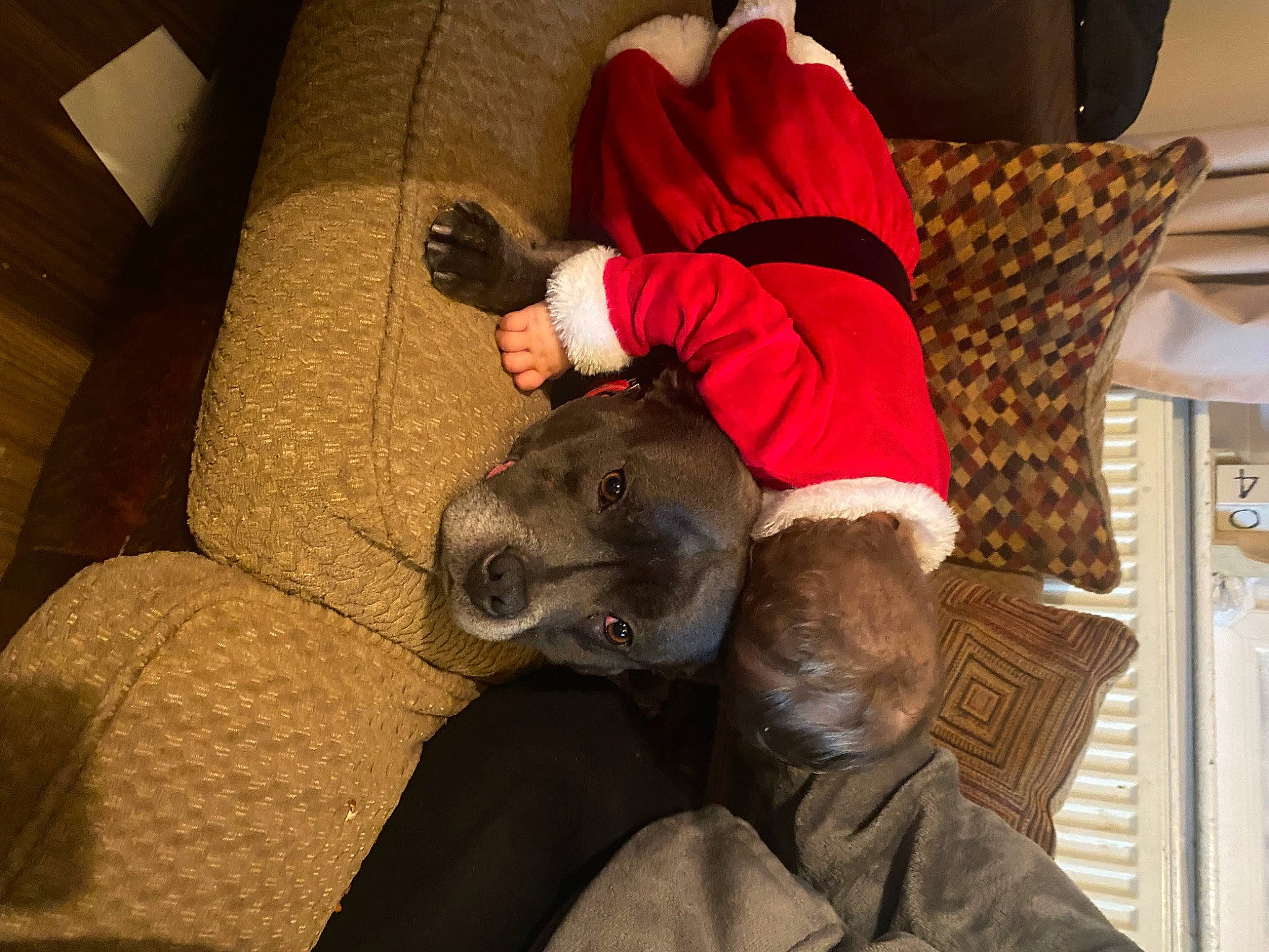 Blue joined the competition — help win amazing prizes! audio_equipment, car_seat, child, comfort, companion_dog, couch, flooring, fun, fur, hat, human_leg, lap, living_room, luxury_vehicle, nap, room, sitting, sporting_group, stuffed_toy, wood