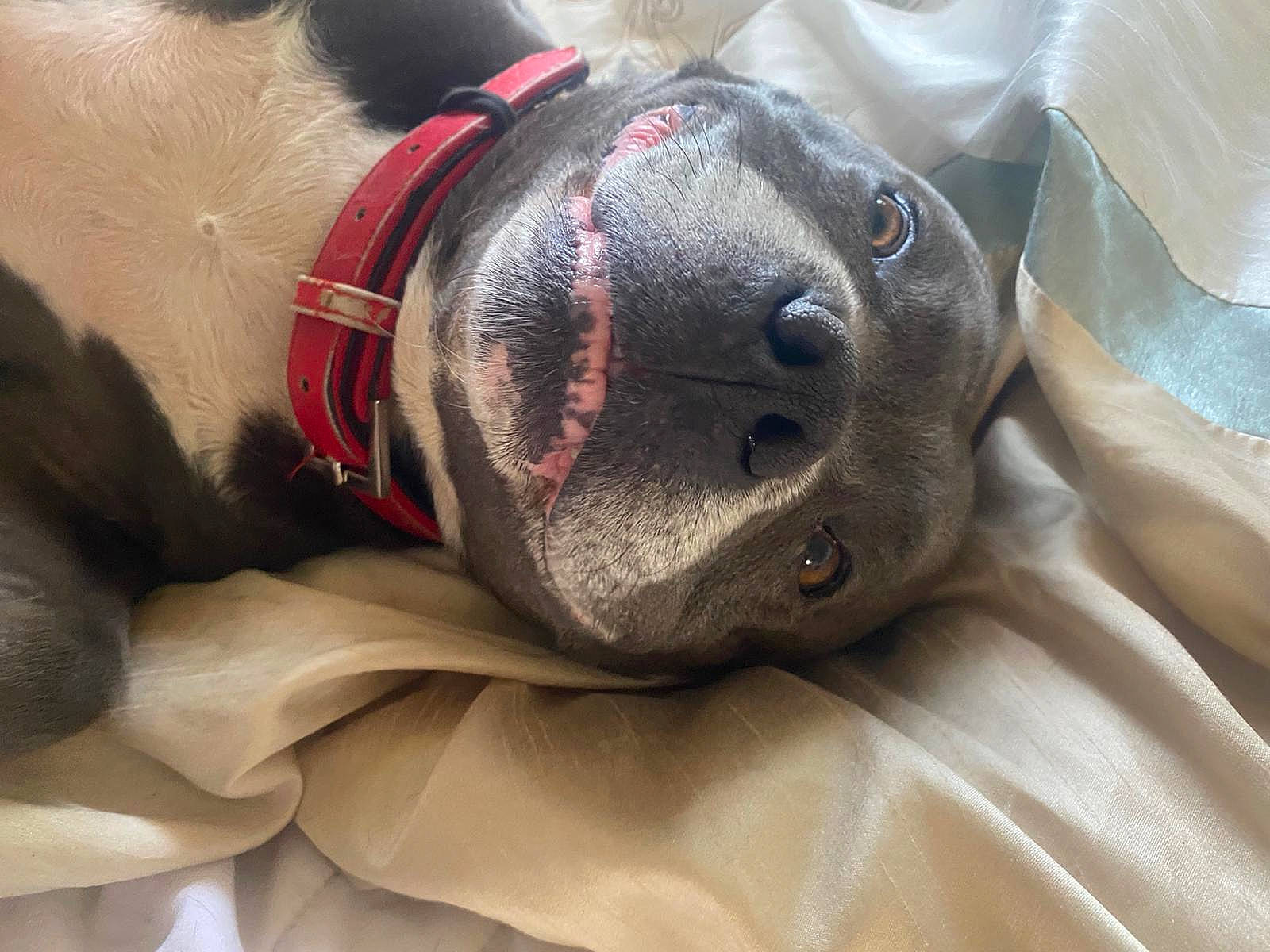 Blue is registered to the contest to win money with this photo: ball, canidae, carmine, carnivore, collar, comfort, companion_dog, dog, dog_breed, dog_collar, dog_supply, ear, fawn, grey, personal_protective_equipment, snout, sporting_group, whiskers, working_animal, wrinkle