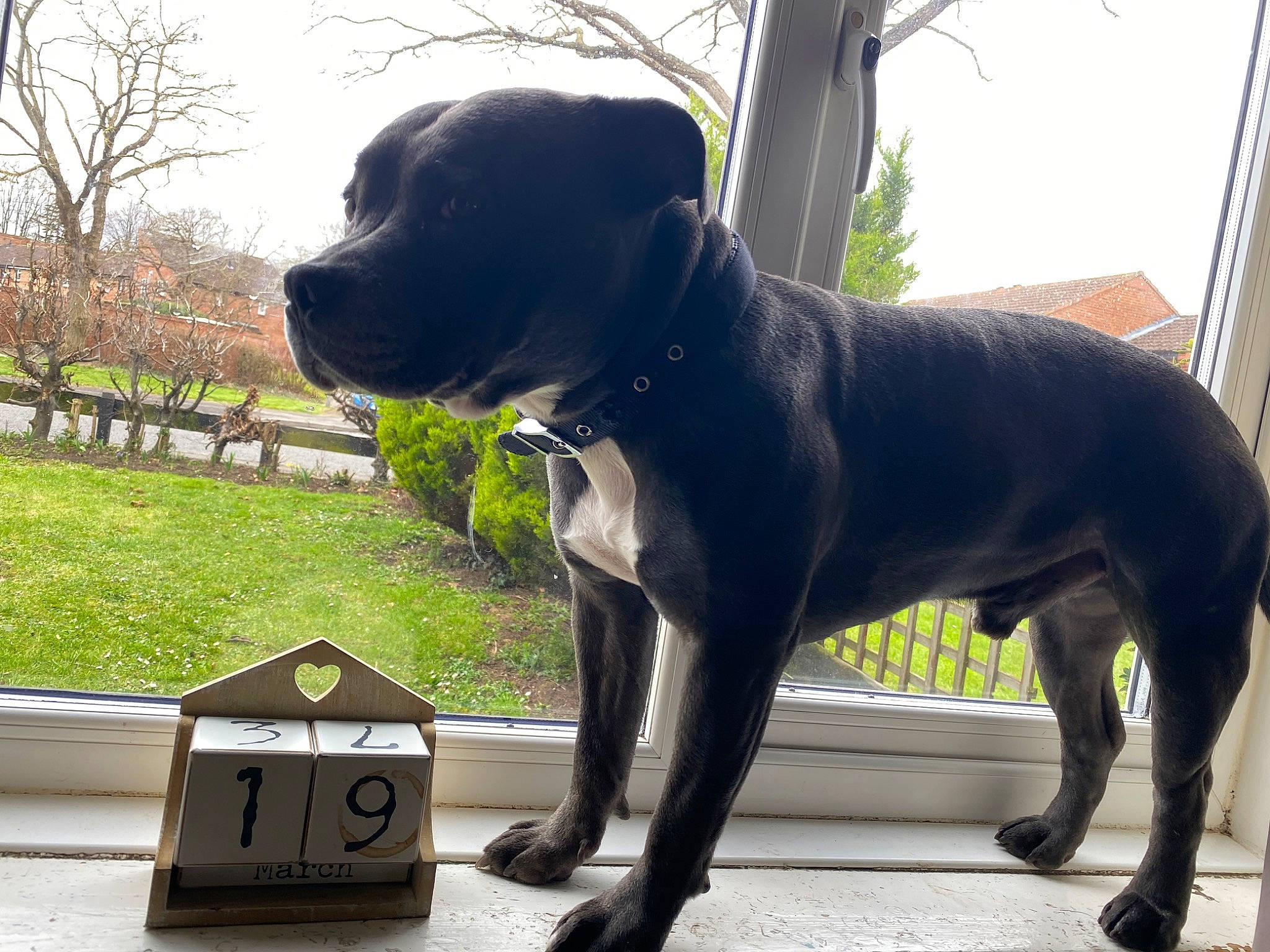 Blue joined the competition — help win amazing prizes! canidae, carnivore, collar, companion_dog, dog, dog_breed, dog_collar, fawn, grass, gun_dog, pet_supply, plant, scale, sky, snout, sporting_group, tail, tree, whiskers, working_animal