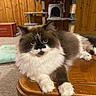 cat, fluffy, long_hair, white_paws, brown_and_white, wooden_table, cat_tree, indoor, carpet, wood_panel_wall, relaxed, pet, feline, cute, household, fur, animal, looking, eyes, resting