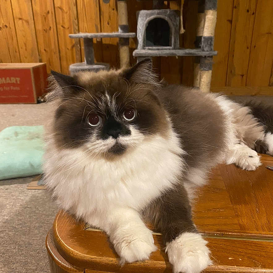 Fozzie joined the competition — help win amazing prizes! cat, fluffy, long_hair, white_paws, brown_and_white, wooden_table, cat_tree, indoor, carpet, wood_panel_wall, relaxed, pet, feline, cute, household, fur, animal, looking, eyes, resting
