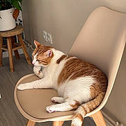 Simba participe au concours pour gagner de l'argent avec cette photo : cat, orange_and_white_cat, chair, indoor, wooden_stool, plant, floor, wall, contemplative, relaxed, pet, feline, domestic_cat, sitting, paws, tail, fur, modern_furniture, home_interior, cozy