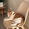 cat, orange_and_white_cat, chair, indoor, wooden_stool, plant, floor, wall, contemplative, relaxed, pet, feline, domestic_cat, sitting, paws, tail, fur, modern_furniture, home_interior, cozy