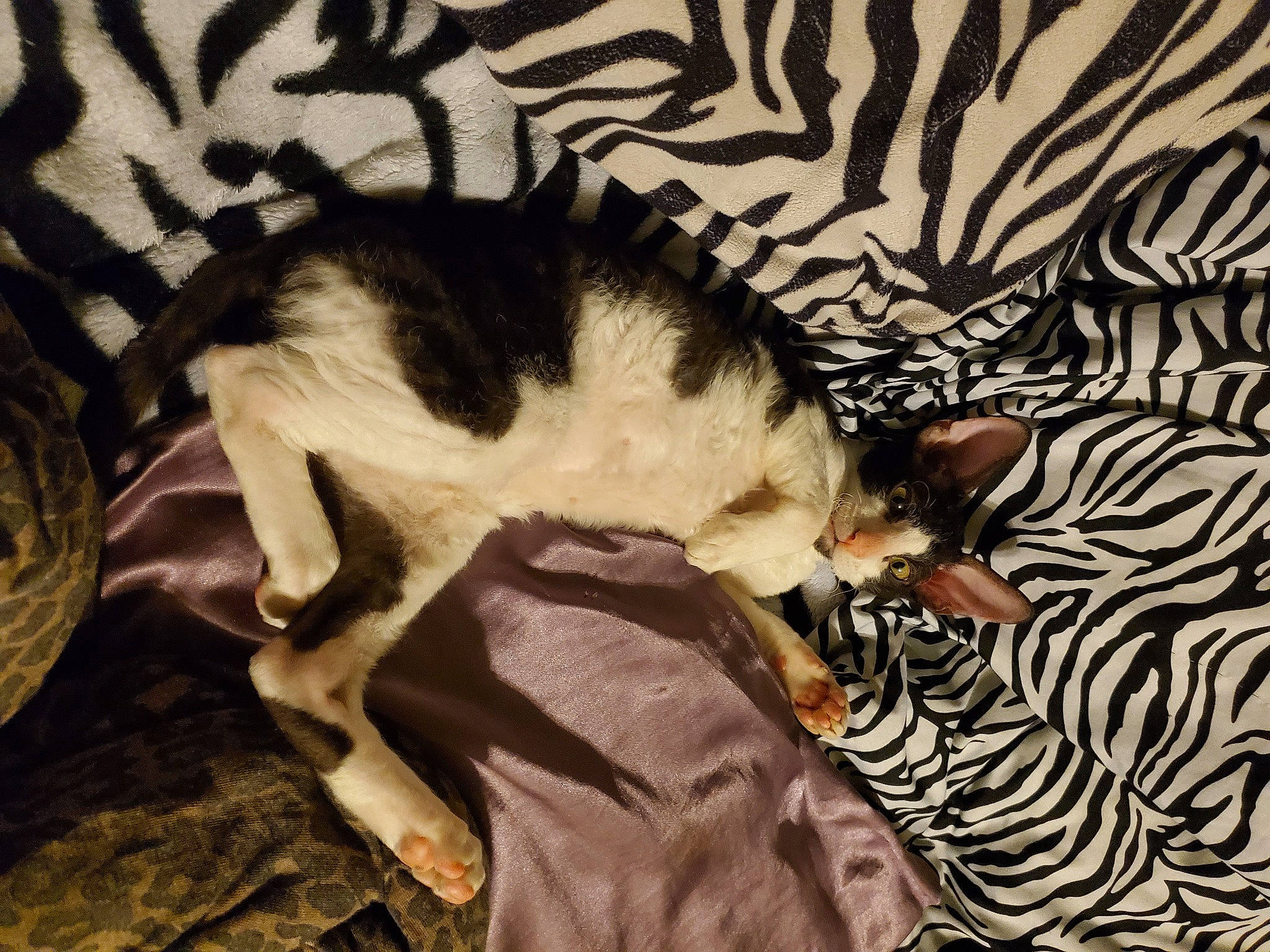 Grimm is registered to the contest to win money with this photo: carnivore, cat, felidae, mammal, small_to_medium_sized_cats, tail, whiskers