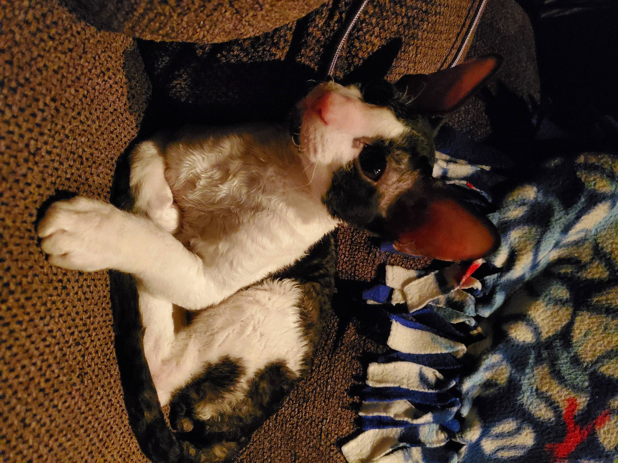 Grimm is registered to the contest to win money with this photo: boston_terrier, canidae, carnivore, cat, dog, dog_breed, fawn, felidae, mammal, non_sporting_group, paw, small_to_medium_sized_cats, vertebrate, whiskers