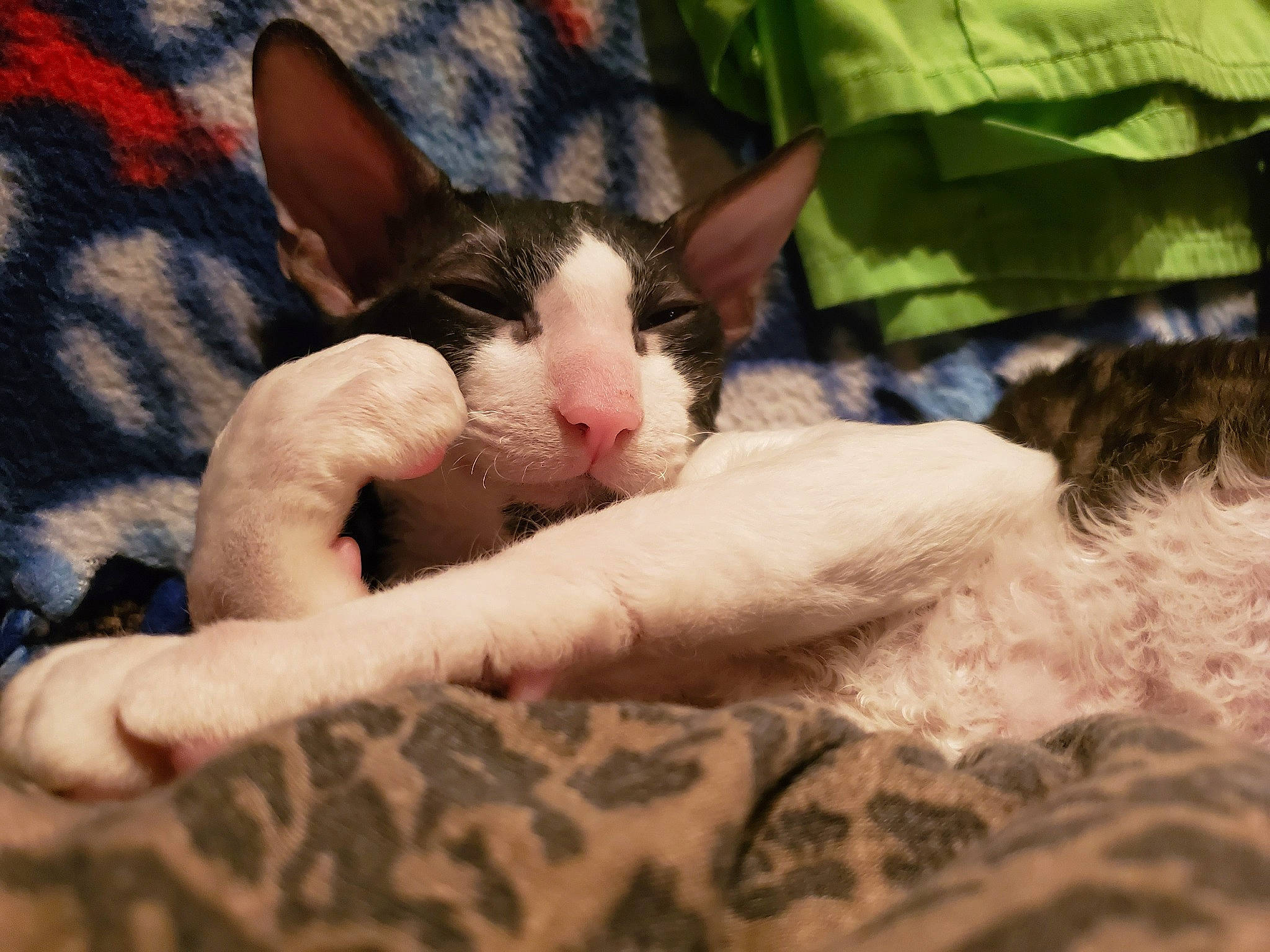 Grimm joined the competition — help win amazing prizes! carnivore, cat, cornish_rex, devon_rex, ear, eye, fawn, felidae, fur, kitten, mammal, nap, nose, sleep, small_to_medium_sized_cats, snout, vertebrate, whiskers