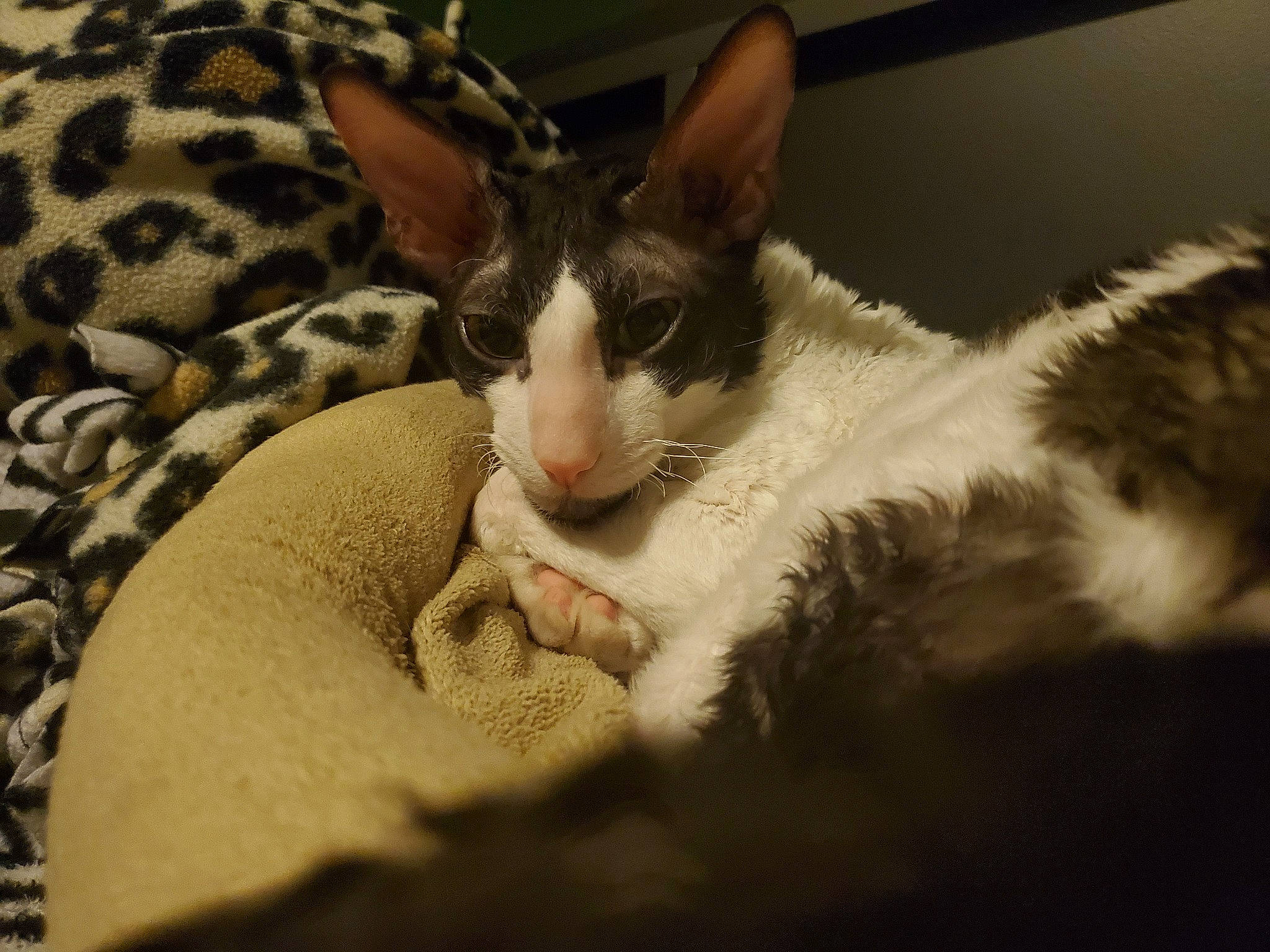 Grimm joined the competition — help win amazing prizes! aegean_cat, carnivore, cat, cornish_rex, devon_rex, ear, european_shorthair, eye, felidae, fur, kitten, mammal, oriental_shorthair, rex_cat, small_to_medium_sized_cats, snout, vertebrate, whiskers