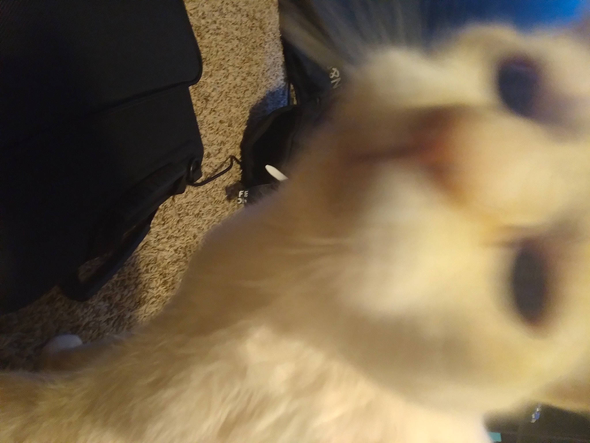 Kitty joined the competition — help win amazing prizes! canidae, carnivore, companion_dog, dog, dog_breed, fawn, felidae, fur, human_leg, non_sporting_group, paw, pomeranian, small_to_medium_sized_cats, spitz, sporting_group, tail, tints_and_shades, toy, toy_dog, whiskers